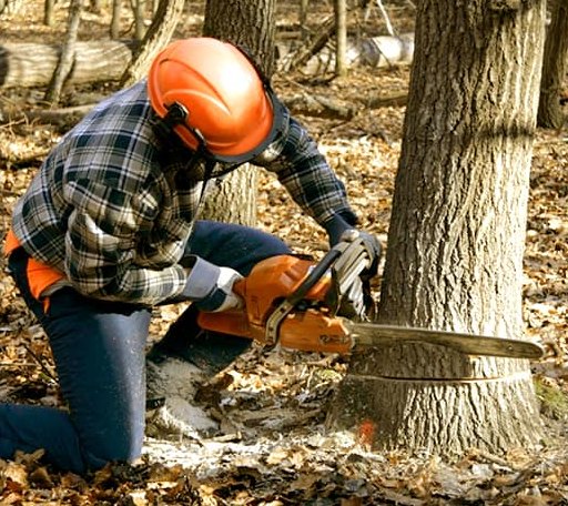 Tree Removal in Motley, MN